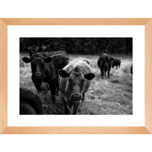 Load image into Gallery viewer, East Coast Calfs
