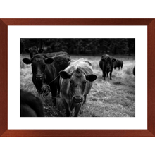 Load image into Gallery viewer, East Coast Calfs
