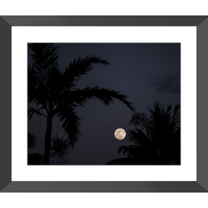 Moon gazing through the palms